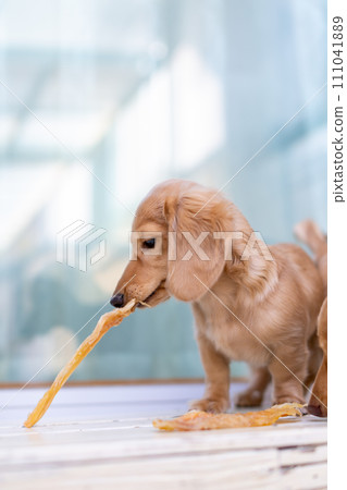 臘腸犬嘴裡含著肉乾零食 111041889