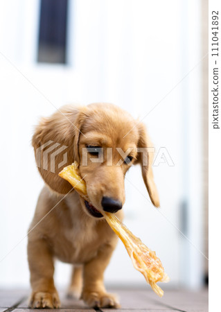 Dachshund with jerky snack in his mouth Dachshund with jerky snack in his mouth 111041892
