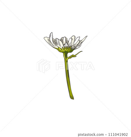 Beautiful chamomile plant with white petals, vector hand drawn blossom chamomile, one daisy flower healing herb Beautiful chamomile plant with white petals, vector hand drawn blossom chamomile, one daisy flower healing herb 111041902