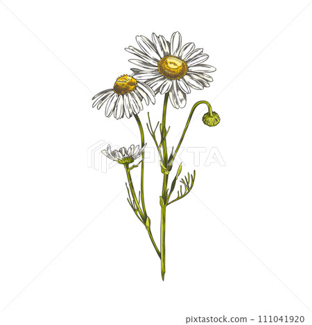 Beautiful chamomile plant, vector hand drawn blossom chamomile, daisy flowers on a stem with leaves medical healing herb 111041920