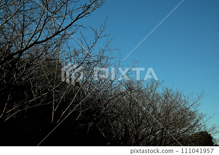 Winter withered trees and blue sky Winter withered trees and blue sky 111041957