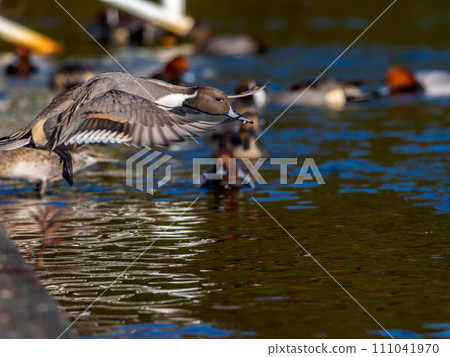 拍打禿鷹 拍打禿鷹 111041970