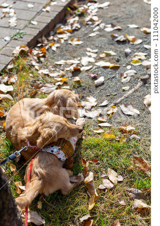 臘腸犬在公園散步 111042000