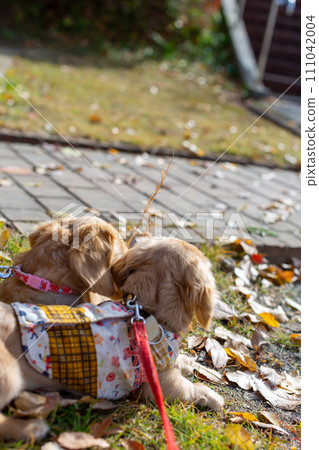 臘腸犬在公園散步 臘腸犬在公園散步 111042004