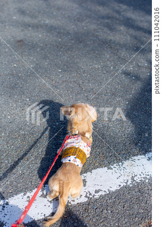 Dachshund taking a walk in the park 111042016
