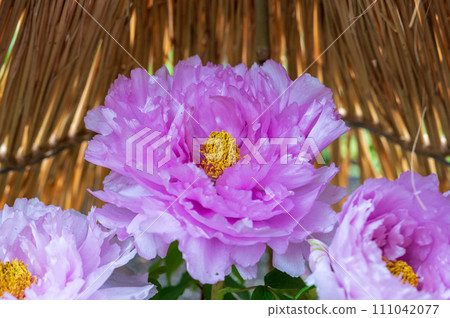 冬按鈕（蒲田紫藤） 111042077