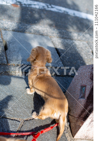 臘腸犬散步 111042166