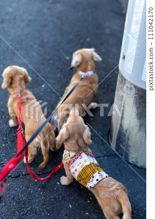 dachshund taking a walk 111042170