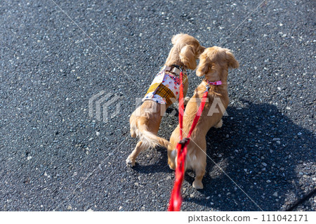 dachshund taking a walk 111042171