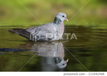 Stock dove (Columba oenas) at a water hole in the Netherlands 111042486