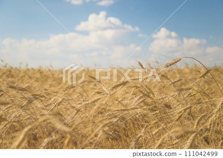 Agricultural field with ripe wheat ears on sunny day 111042499