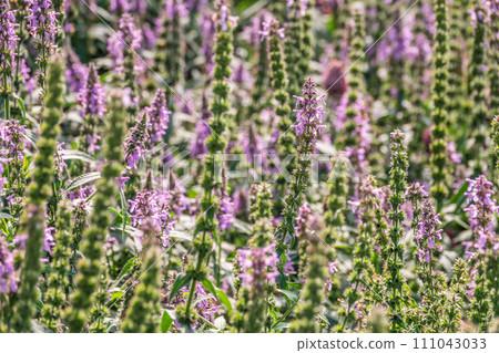 Close up of stachys officinalis, Betonica officinalis foliage. Close up of stachys officinalis, Betonica officinalis foliage. 111043033