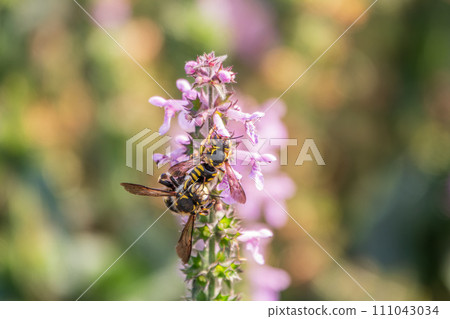 A bee collects pollen on Purple Betony flowers or Betony, Wood Betony, Bishopwort, Bishop's Wort. A bee collects pollen on Purple Betony flowers or Betony, Wood Betony, Bishopwort, Bishop's Wort. 111043034