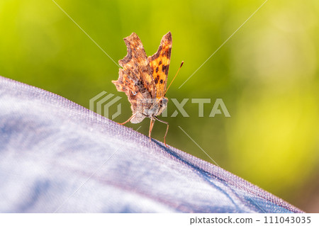 Orange colored butterfly (Polygonia c-album) resting Orange colored butterfly (Polygonia c-album) resting 111043035