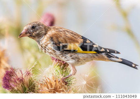 European goldfinch with juvenile plumage, feeding on the seeds of thistles. Carduelis carduelis. European goldfinch with juvenile plumage, feeding on the seeds of thistles. Carduelis carduelis. 111043049