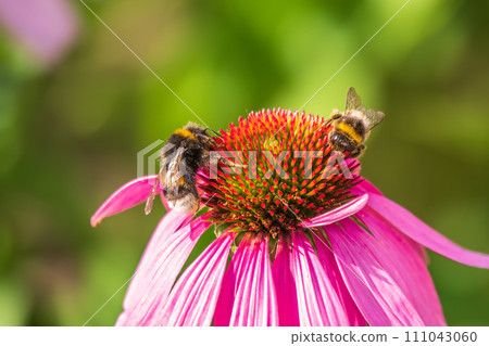 A closeup shot of a bee collecting pollen on a purple echinacea flower A closeup shot of a bee collecting pollen on a purple echinacea flower 111043060