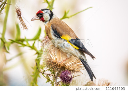 European goldfinch, feeding on the seeds of thistles. Carduelis carduelis. 111043303
