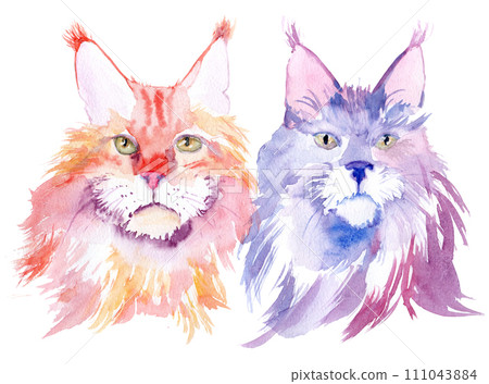 watercolor drawing of two cats - Maine Coon. 111043884