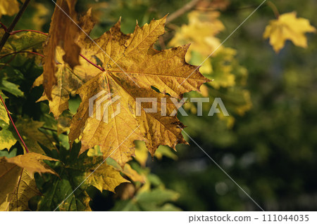 First yellow leaves hang on tree branch among nature background of green forest First yellow leaves hang on tree branch among nature background of green forest 111044035