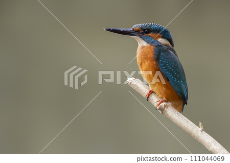 Male common kingfisher (Alcedo atthis) on a branch 111044069