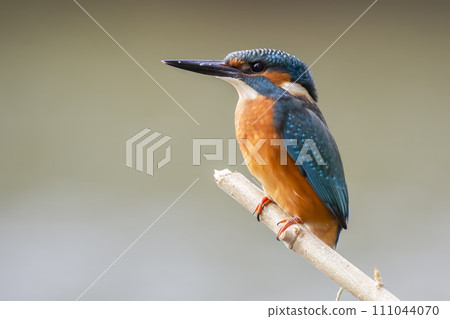 Male common kingfisher (Alcedo atthis) on a branch 111044070