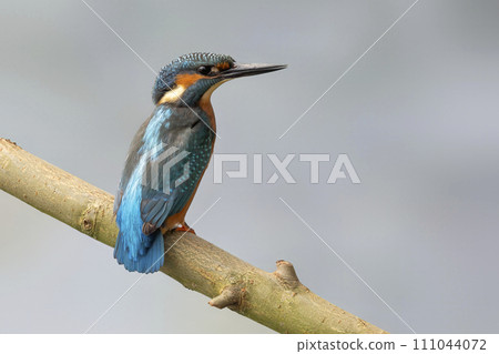 Male common kingfisher (Alcedo atthis) on a branch 111044072