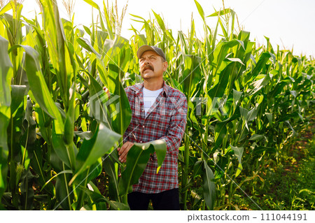 Farmer standing in corn field examining crop. Harvest care concept. Farmer standing in corn field examining crop. Harvest care concept. 111044191