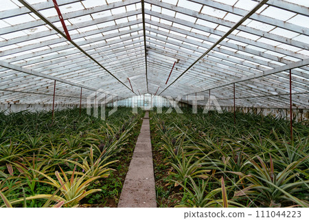 Pineapple plantation in a Greenhouse at Sao Miguel island of the Azores.. Portugal 111044223