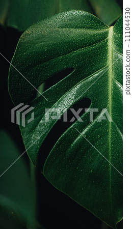 Adam's rib with black background 111044530