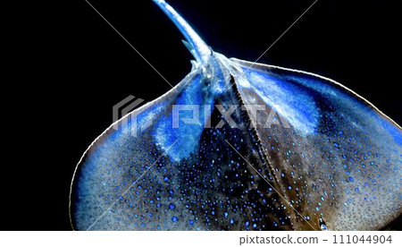 closeup texture image of stingray, 16:9 widescreen wallpaper / backdrop / background, graphic resources 111044904
