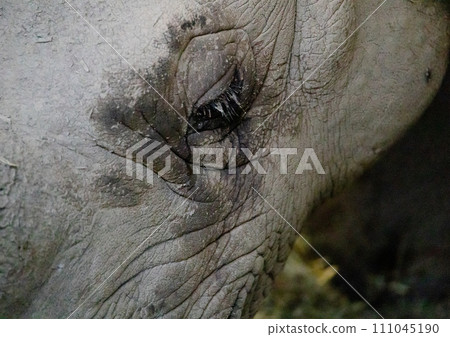 Tama Zoological Park dice Tama Zoological Park dice 111045190