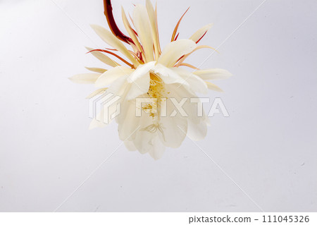 Flower Epiphyllum anguliger on a white background, isolate. 111045326