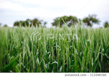 Unripe wheat - green wheat field. Agricultural growth and farming business concept. 111046380