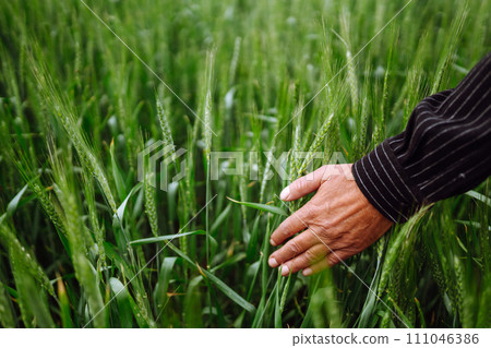 Farmer's hand touches immature sprouts of wheat. Agricultural growth and farming concept. Farmer's hand touches immature sprouts of wheat. Agricultural growth and farming concept. 111046386