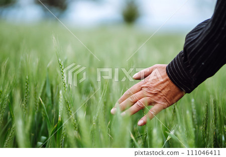 Farmer's hand touches immature sprouts of wheat. Agricultural growth and farming concept. 111046411