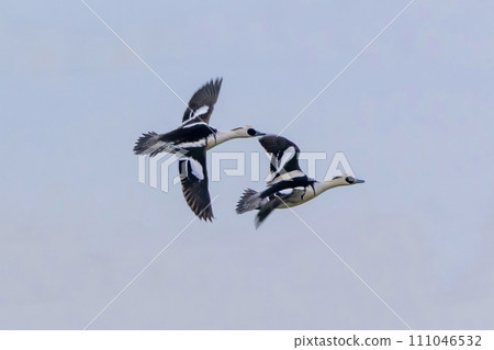 Two male mergansers in flight 111046532