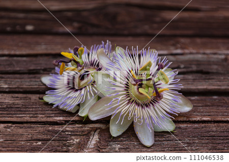 clock grass flower neck on wood background clock grass flower neck on wood background 111046538