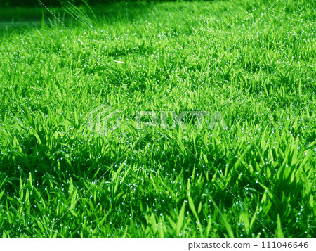 A photo of a refreshing meadow glistening with morning dew on a summer morning 111046646