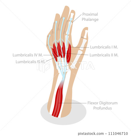 3D Isometric Flat Conceptual Illustration of Lumbricals Muscles 3D Isometric Flat Conceptual Illustration of Lumbricals Muscles 111046710
