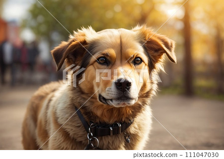 Beautiful dog close-up on blurred background. Beautiful dog close-up on blurred background. 111047030