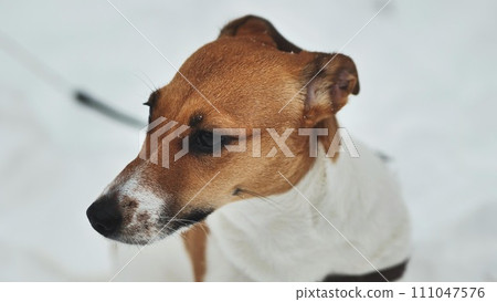 A Jack Russell Terrier trembles in the winter snow. 111047576