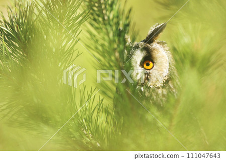 The nothern long-eared owl - Asio otus, owl which breeds in Europe, Asia, and North America The nothern long-eared owl - Asio otus, owl which breeds in Europe, Asia, and North America 111047643