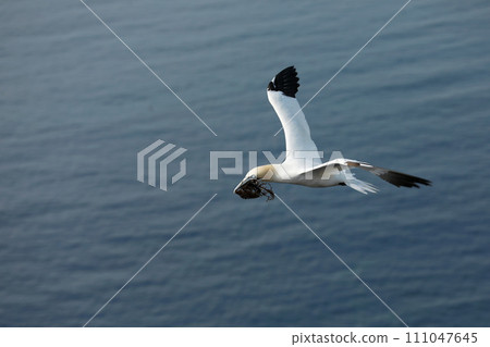 Flying Northern gannet (Morus bassanus) with nesting material in the bill, against the blue sea water in the background, Helgoland island, Germany. 111047645