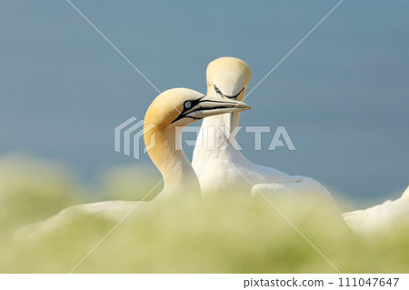 Northern gannet, portrait of sea bird sitting on the nest, with light blue sea water in the background, wildlife scene Northern gannet, portrait of sea bird sitting on the nest, with light blue sea water in the background, wildlife scene 111047647