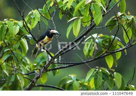 Collared Aracari, Pteroglossus torquatus, bird with big bill. Costarica forest. 111047649