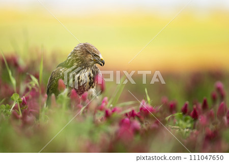 Bird of prey Common Buzzard, Buteo buteo, sitting in clover field. Bird hidden in the meadow with clover. Bird of prey Common Buzzard, Buteo buteo, sitting in clover field. Bird hidden in the meadow with clover. 111047650