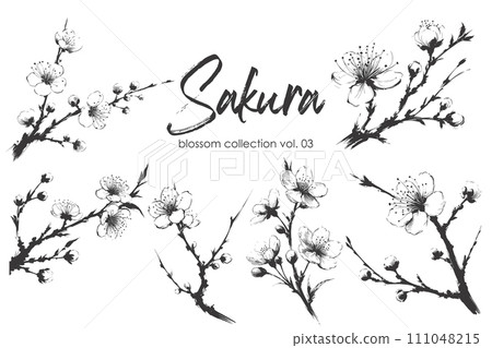 Cherry flower blossom collection. Spring almond, sakura, apple tree branch, hand draw doodle vector illustration. Cute black ink art, isolated on white background. Realistic floral bloom sketch. 111048215