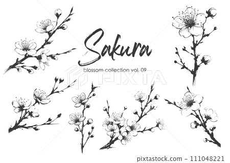 Cherry flower blossom collection. Spring almond, sakura, apple tree branch, hand draw doodle vector illustration. Cute black ink art, isolated on white background. Realistic floral bloom sketch. 111048221