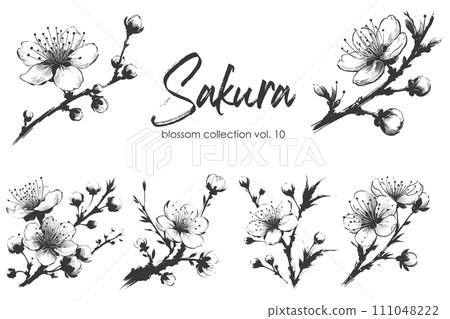 Cherry flower blossom collection. Spring almond, sakura, apple tree branch, hand draw doodle vector illustration. Cute black ink art, isolated on white background. Realistic floral bloom sketch. 111048222