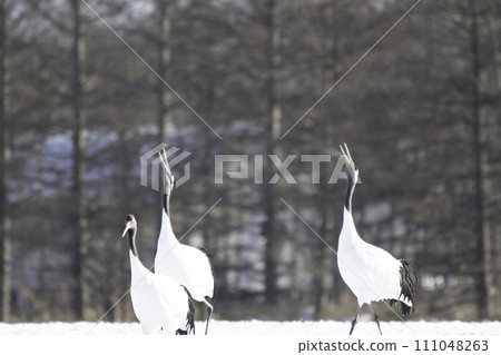丹頂鶴的鳴叫聲 111048263